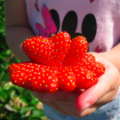 BK_erdbeeren_koblach 18_jpg-1307307675