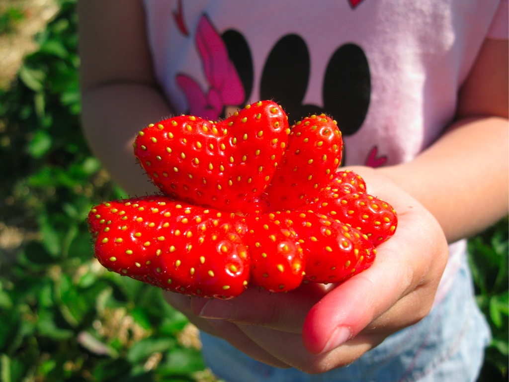 BK_erdbeeren_koblach 18_jpg-1307307675