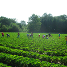 BK_erdbeeren_koblach 5_jpg-1307307618