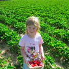 BK_erdbeeren_koblach 14_jpg-1307307659
