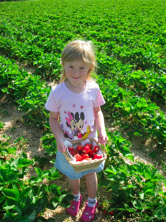 BK_erdbeeren_koblach 14_jpg-1307307659