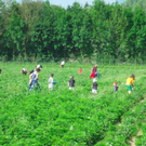 BK_erdbeeren_koblach 1_jpg-1307307601