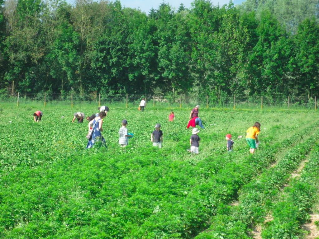 BK_erdbeeren_koblach 1_jpg-1307307601
