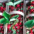 BK_erdbeeren_koblach 35_jpg-1307307742