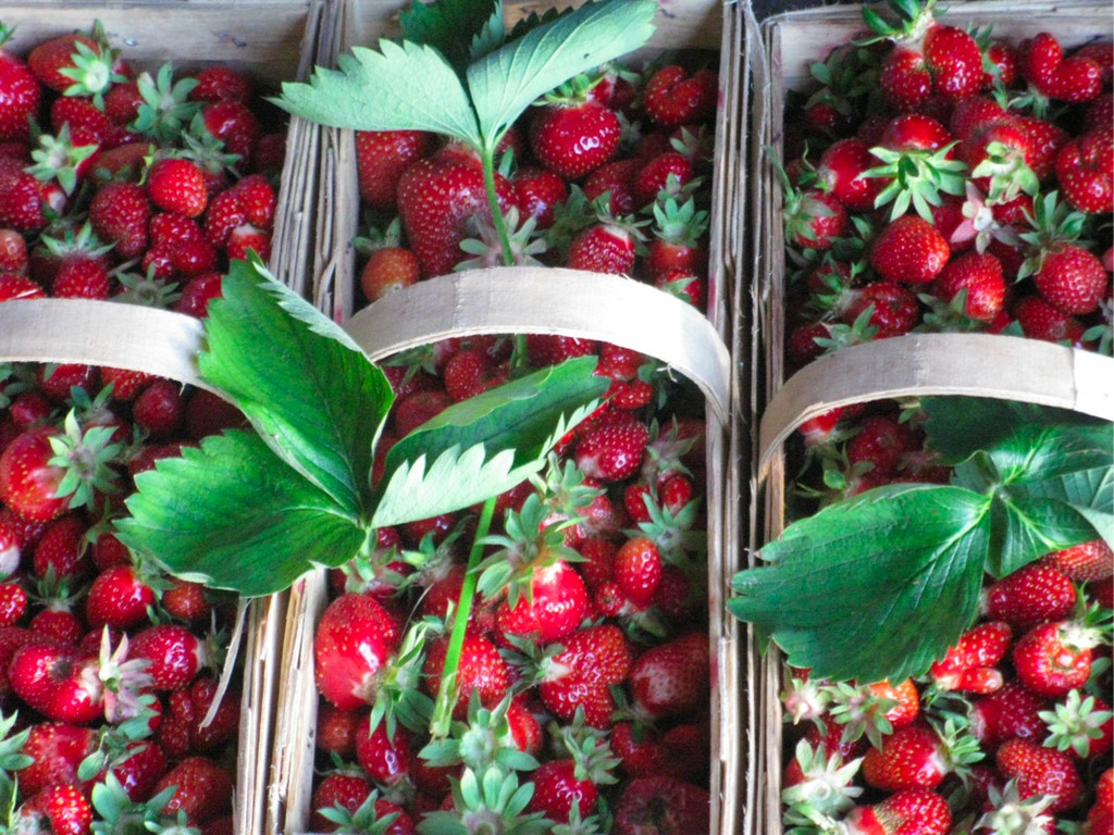 BK_erdbeeren_koblach 35_jpg-1307307742