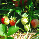 BK_erdbeeren_koblach 11_jpg-1307307645