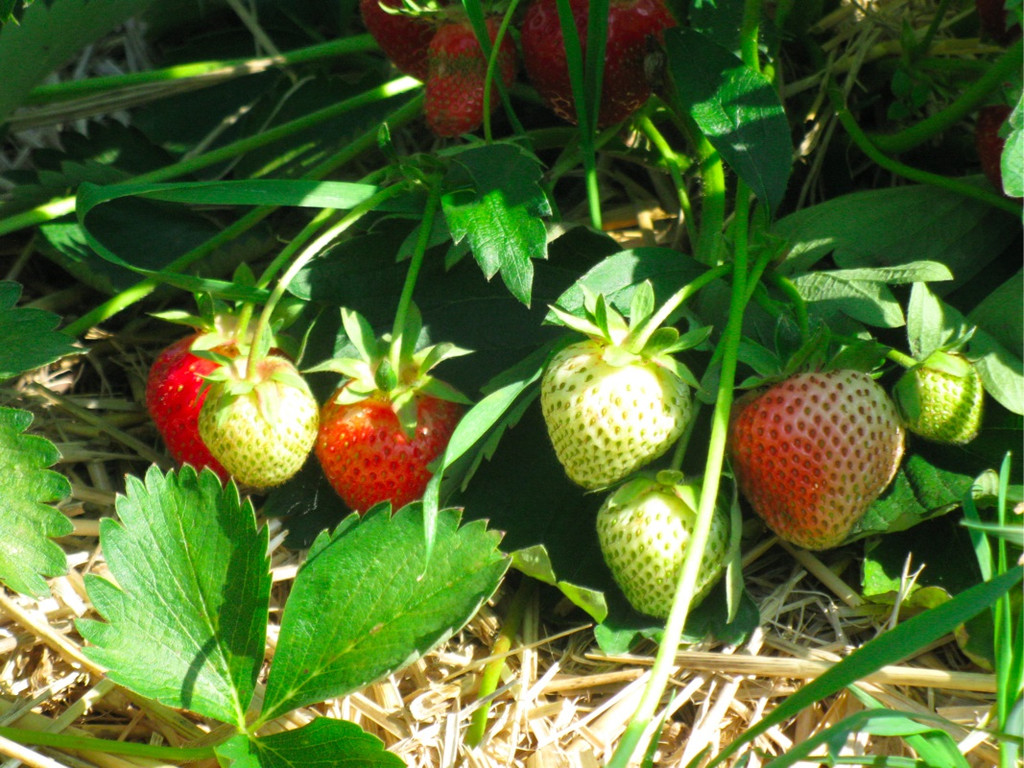 BK_erdbeeren_koblach 11_jpg-1307307645