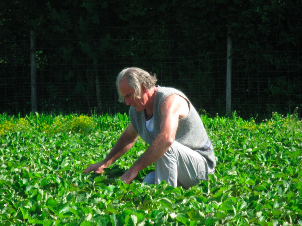 BK_erdbeeren_koblach 17_jpg-1307307672