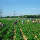 BK_erdbeeren_koblach 16_jpg-1307307668