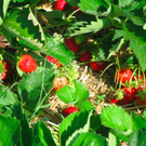 BK_erdbeeren_koblach 19_jpg-1307307678