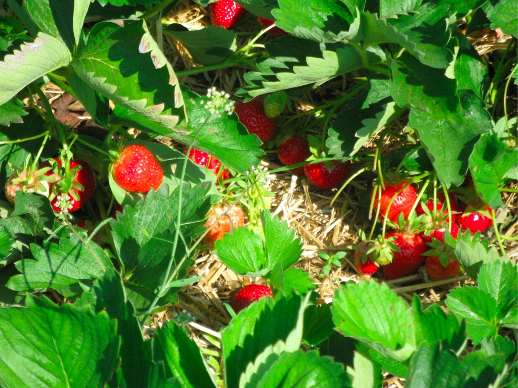 BK_erdbeeren_koblach 19_jpg-1307307678