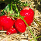 BK_erdbeeren_koblach 20_jpg-1307307682