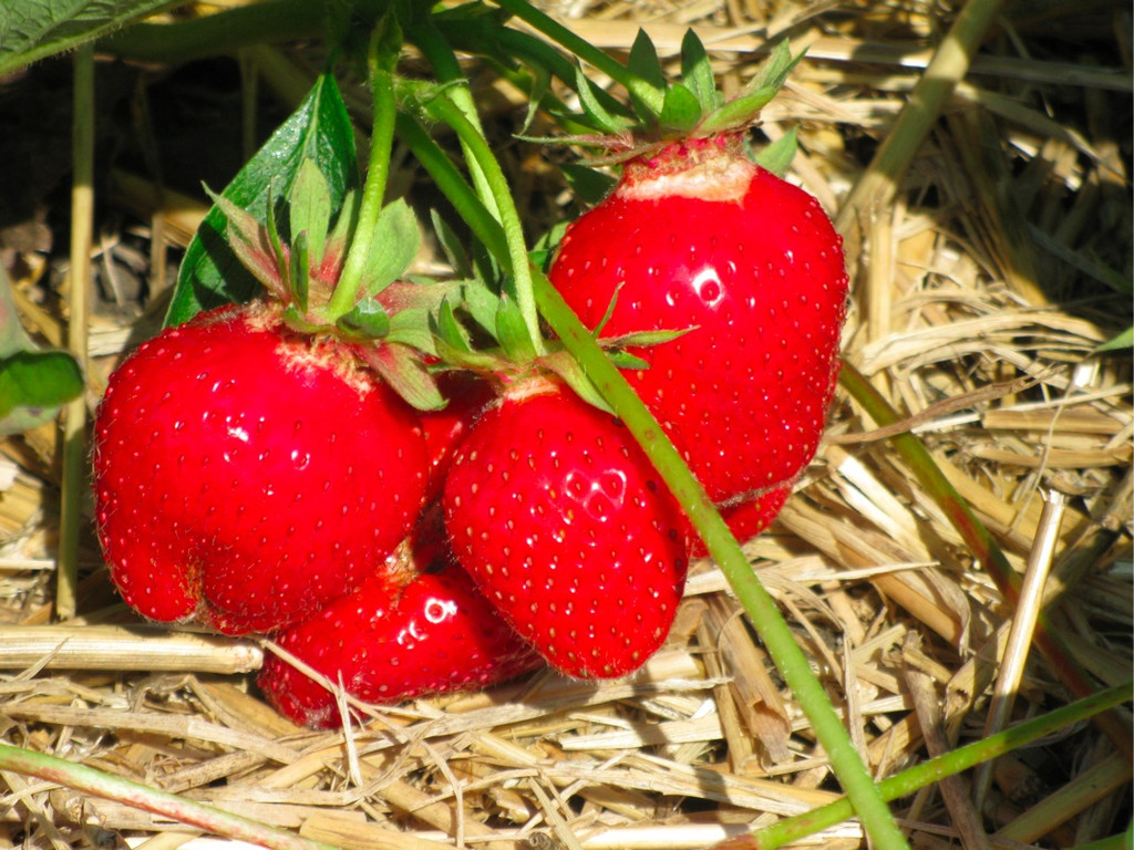 BK_erdbeeren_koblach 20_jpg-1307307682