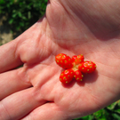 BK_erdbeeren_koblach 23_jpg-1307307691