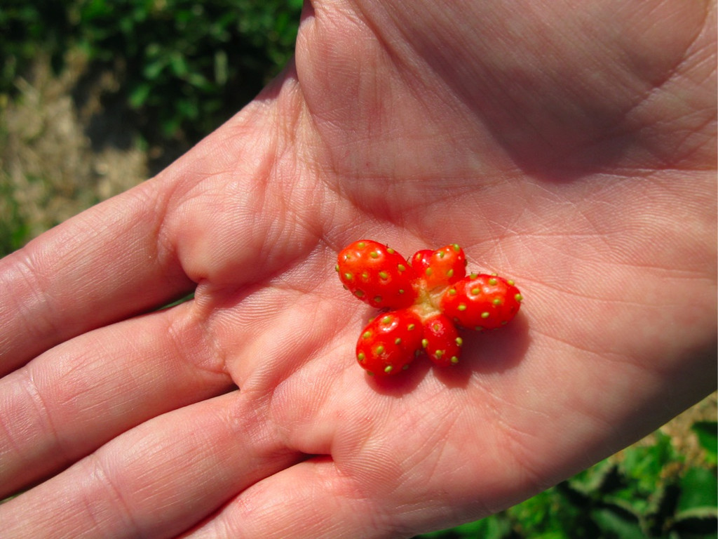 BK_erdbeeren_koblach 23_jpg-1307307691