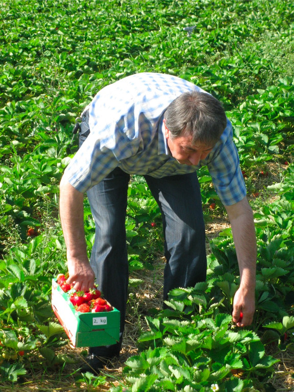 BK_erdbeeren_koblach 25_jpg-1307307700