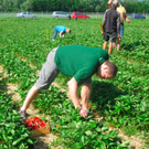 BK_erdbeeren_koblach 26_jpg-1307307705