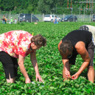 BK_erdbeeren_koblach 27_jpg-1307307709
