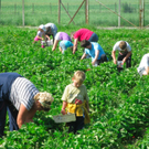 BK_erdbeeren_koblach 28_jpg-1307307713