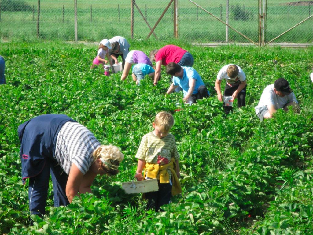 BK_erdbeeren_koblach 28_jpg-1307307713