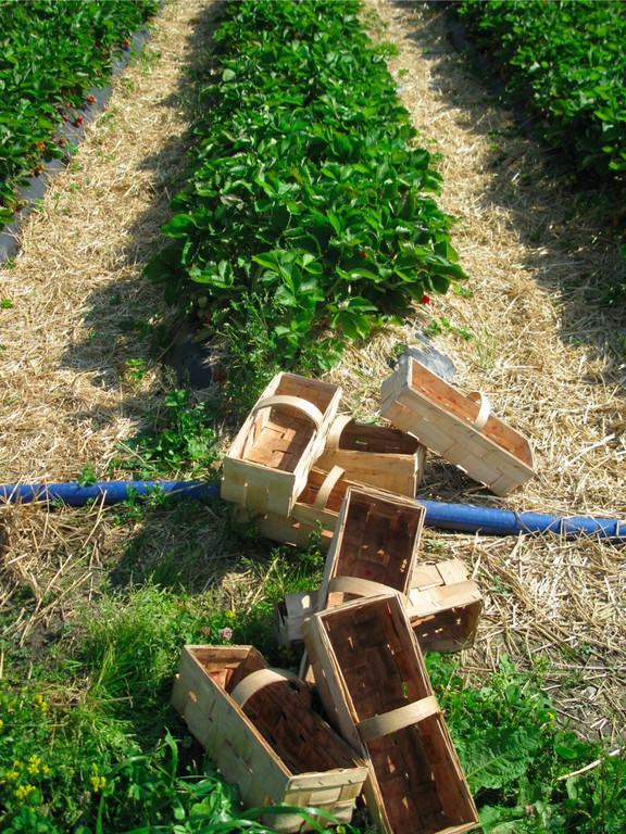 BK_erdbeeren_koblach 32_jpg-1307307732