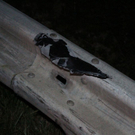 normal_05062011hasenausgewichenfaaktivnews_16.jpg