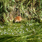 18Bisamratte_jpg-1307360946