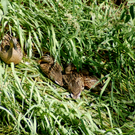 20Enten_jpg-1307360966