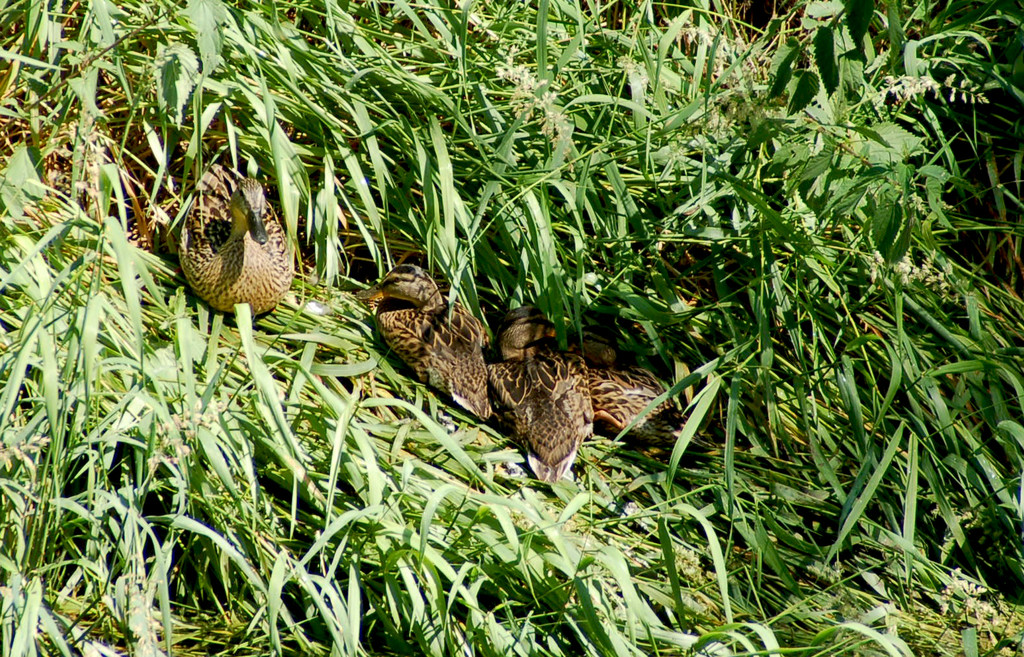 20Enten_jpg-1307360966