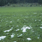 hagel_grunland-xl.jpg