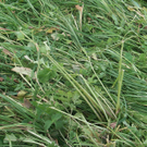 hagel_grunland_detail-xl.jpg