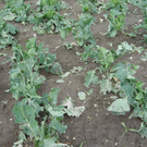 hagel_kraut-xl.jpg