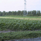hagel_mais1-xl.jpg