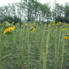 hagel_sonnenblumen-xl.jpg