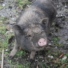 Mini Schweine