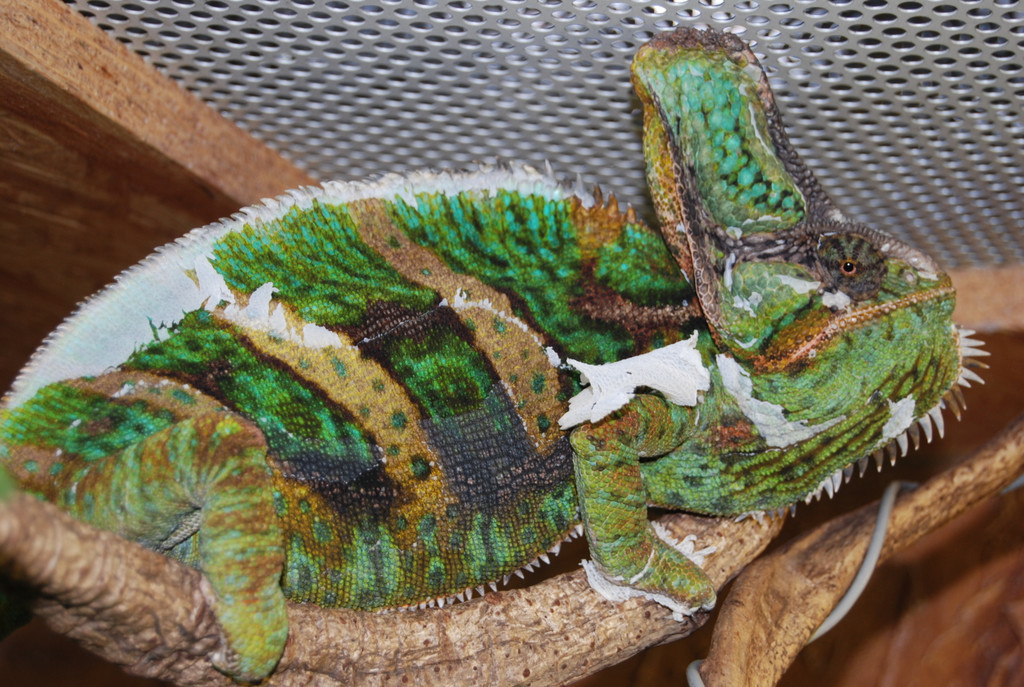 DSC_0060_JPG-1307383632