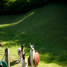 Lamas