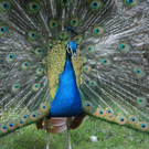 normal_04062011natrufarbenpsaktivnews_015.JPG