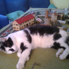 Kater Frank