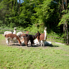 DSC_4423.jpg