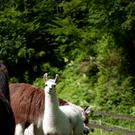 DSC_4428.jpg
