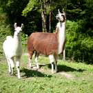 DSC_4431.jpg