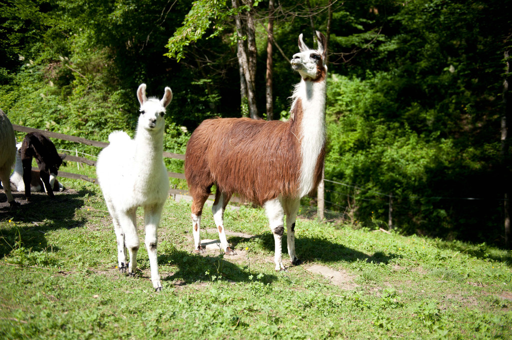 DSC_4431.jpg