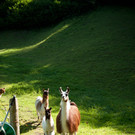 Lamas