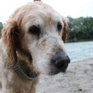 Bilder der Hunde-Attacke