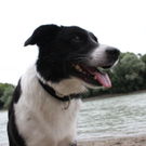 normal_10062011hundgebissenfaaktivnews_06.jpg