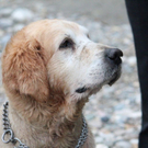 normal_10062011hundgebissenfaaktivnews_07.jpg