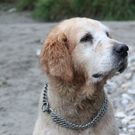normal_10062011hundgebissenfaaktivnews_08.jpg