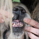 normal_10062011hundgebissenfaaktivnews_16.jpg