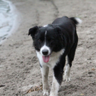normal_10062011hundgebissenfaaktivnews_17.jpg